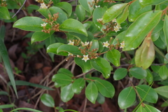 Psorospermum