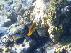 Pomacentrus sulfureus