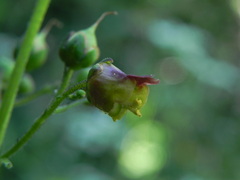 Scrophularia scopolii