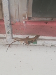 Anolis limifrons
