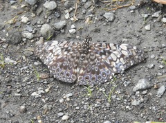 Hamadryas