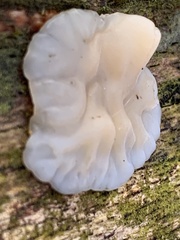 Exidia thuretiana