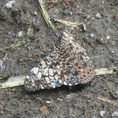 Hamadryas