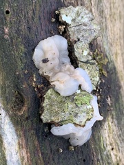 Exidia thuretiana