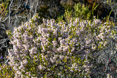 Erica curvirostris