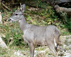 Odocoileus virginianus couesi