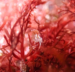 Apata pricei