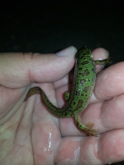Triturus pygmaeus