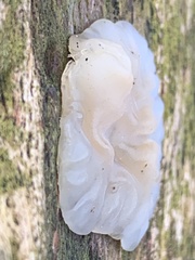 Exidia thuretiana
