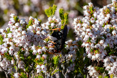 Erica curvirostris