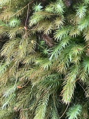 Pyrrhobryum spiniforme