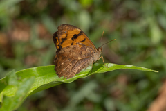 Heteronympha mirifica