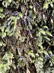 Racomitrium aciculare