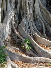 Ficus altissima