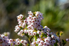 Erica curvirostris
