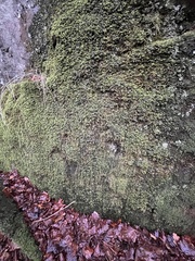 Racomitrium aciculare