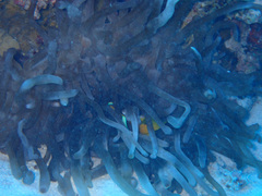 Entacmaea quadricolor