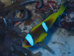 Amphiprion bicinctus