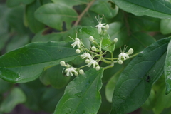 Clerodendrum formicarum