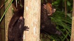 Pithecia chrysocephala