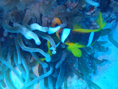 Entacmaea quadricolor