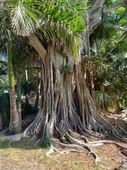 Ficus altissima