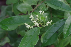 Clerodendrum formicarum