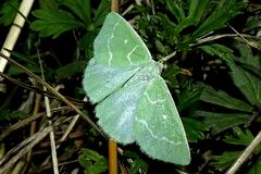 Thetidia smaragdaria