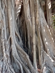 Ficus altissima
