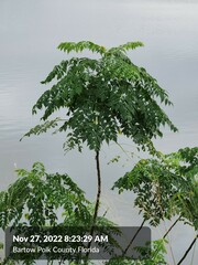 Moringa oleifera