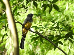 Trogon melanocephalus