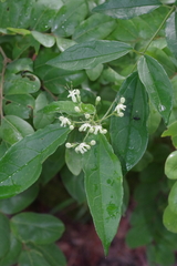 Clerodendrum formicarum