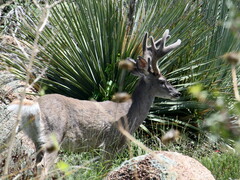 Odocoileus virginianus couesi