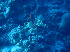 Pseudanthias squamipinnis