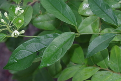 Clerodendrum formicarum