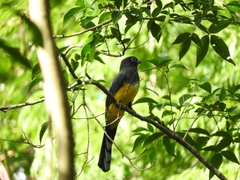 Trogon melanocephalus