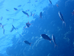 Pseudanthias squamipinnis