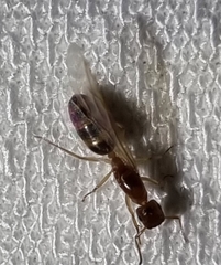 Colobopsis macrocephala