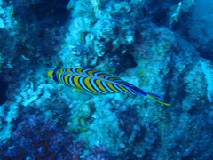 Pygoplites diacanthus