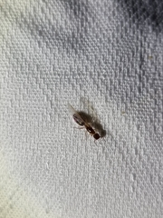 Colobopsis macrocephala