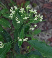 Clerodendrum formicarum