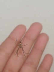 Leucauge argyrobapta