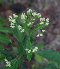 Clerodendrum formicarum