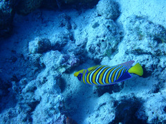 Pygoplites diacanthus