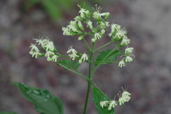 Clerodendrum formicarum