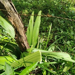 Roystonea borinquena