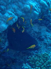 Gymnothorax javanicus