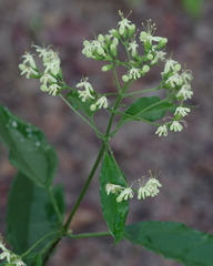 Clerodendrum formicarum