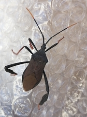 Acanthocephala thomasi