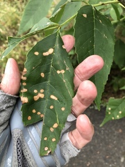 Puccinia sparganioidis
